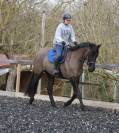 Cheval 4 ans PRE x Hanovrien