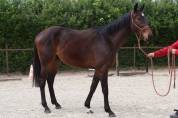 Magnifique jeune cheval polyvalent 