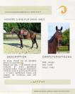 Magnifique jeune cheval polyvalent 