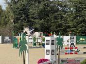Poney de sport à vendre