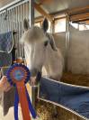 Poney de sport à vendre