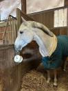 Poney de sport à vendre