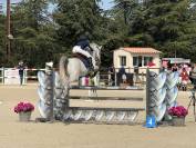 Poney de sport à vendre