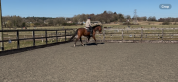 Stunning TB gelding