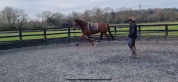 Stunning TB gelding