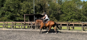 Stunning TB gelding