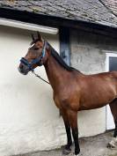 Cheval amateur 