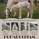 Poulain crème welsh B 