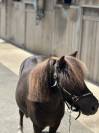 Shetland PP 5ans