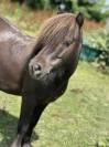 Shetland PP 5ans