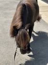 Shetland PP 5ans