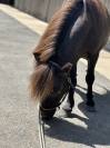 Shetland PP 5ans