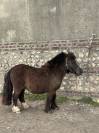 Shetland PP 5ans