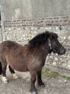 Shetland PP 5ans