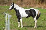 Cheval hongre pie loisir