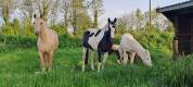 Cheval hongre pie loisir