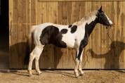 Cheval hongre pie loisir