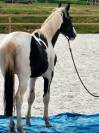 Cheval hongre pie loisir
