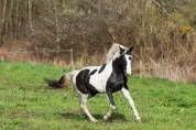 Cheval hongre pie loisir