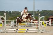 Potro Silla Francés En venta 2025 Tobiano por WONDERBOY