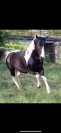 Poulain demi trait pie