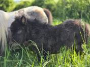 MINIS SHETLANDS