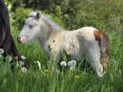 MINIS SHETLANDS