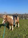 Poney pie 
