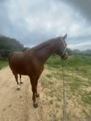 Cheval à vendre 