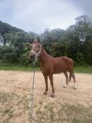 Cheval à vendre 