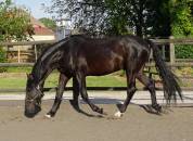 Cheval PRE noir 3 ans