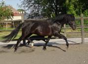 Cheval PRE noir 3 ans
