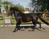 Cheval PRE noir 3 ans