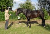 Cheval PRE noir 3 ans