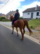Hongre alezan et bai noir  