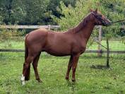 4 ans candy de nantuel x voltaire 