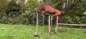 4 ans candy de nantuel x voltaire 
