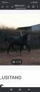 Venta de poni D