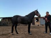 Venta de poni D
