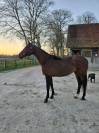 super jument de 9 ans idéal amateur cso et loisir 
