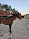 super jument de 9 ans idéal amateur cso et loisir 