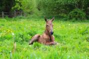 Poulain PP Lusitanien isabelle