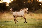 Cheval Lusitanien Isabelle