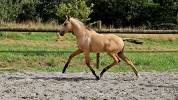 Cheval Lusitanien Isabelle