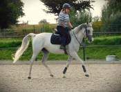 Braaf Allrounder te koop 