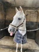 Braaf Allrounder te koop 