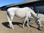 Braaf Allrounder te koop 