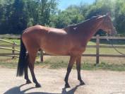 Hongre dressage 7 ans potentiel très interessant 