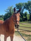 Hongre dressage 7 ans potentiel très interessant 