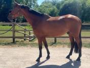 Hongre dressage 7 ans potentiel très interessant 